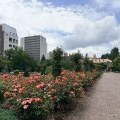 本日のボランティア活動(バラ)